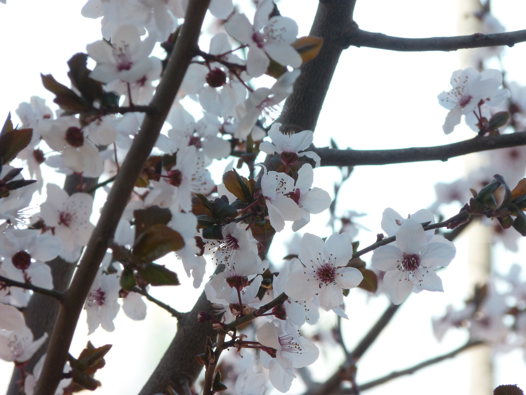 No s'ha trobat l'arxiu